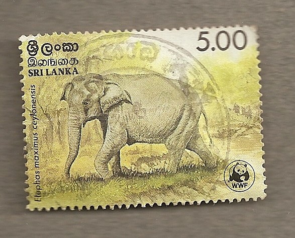 Elefante Elephas maximus ceylonensis