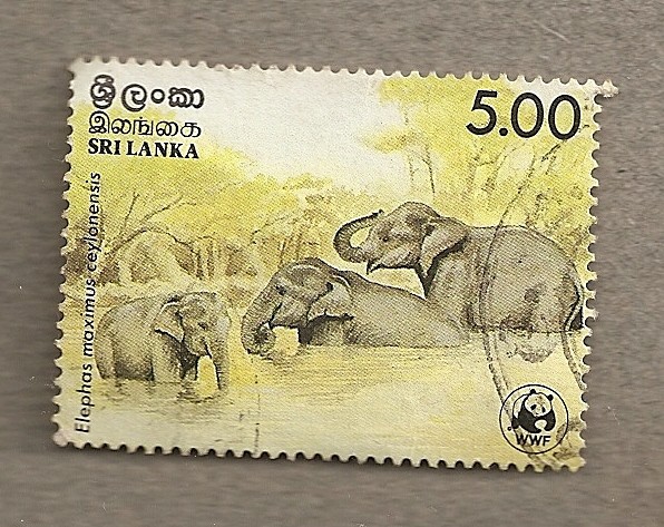 Elefante Elephas maximus ceylonensis