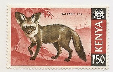 Bat-Eared Fox