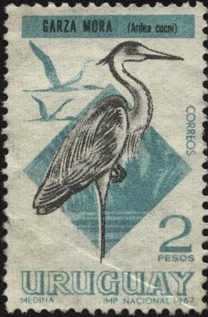Garza Mora. Ardea Cocoi.