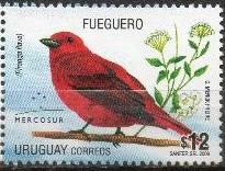 Fueguero (Piranga flava)