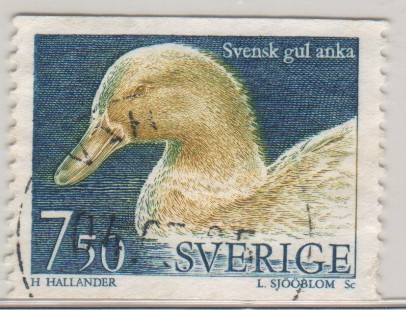 Svensk gul anka