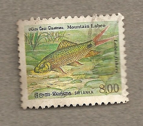 Labeo de montaña