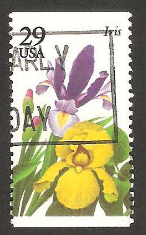 flor iris