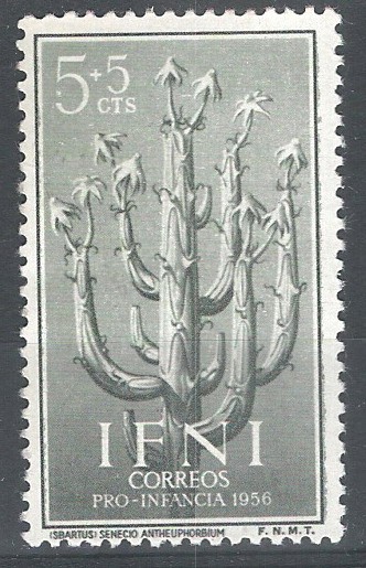 IFNI. 128.  Senecio Anteuphorbium
