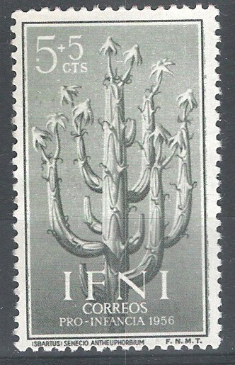 IFNI. 128.  Senecio Anteuphorbium