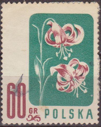 Polonia 1957 Scott 781 Sello Flora Flor Turk's Cap Usado Polska Poland Polen Pologne 