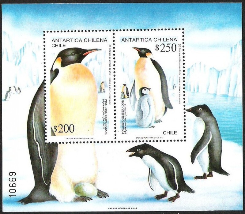 ANTARTICA CHILENA - PINGUINO EMPERADOR