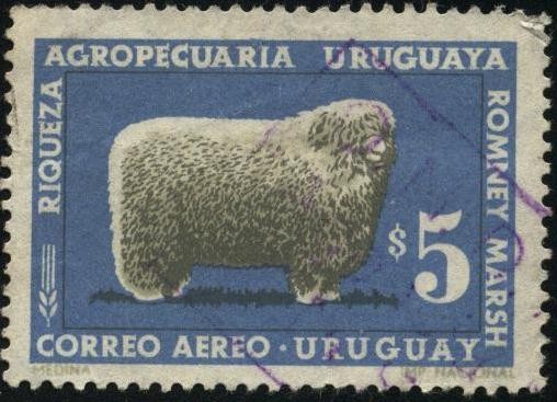 Raza ovina ROMNEY MARSH, riqueza agropecuaria uruguaya. 