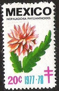 NOPALXOCHIA PHYLLANTHOIDES