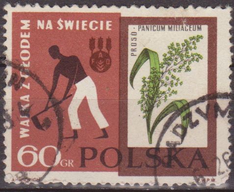 Polonia 1963 Scott 1113 Sello FAO Hombre Recolectando y Mijo Panicum Miliaceum Usado Polska Poland P