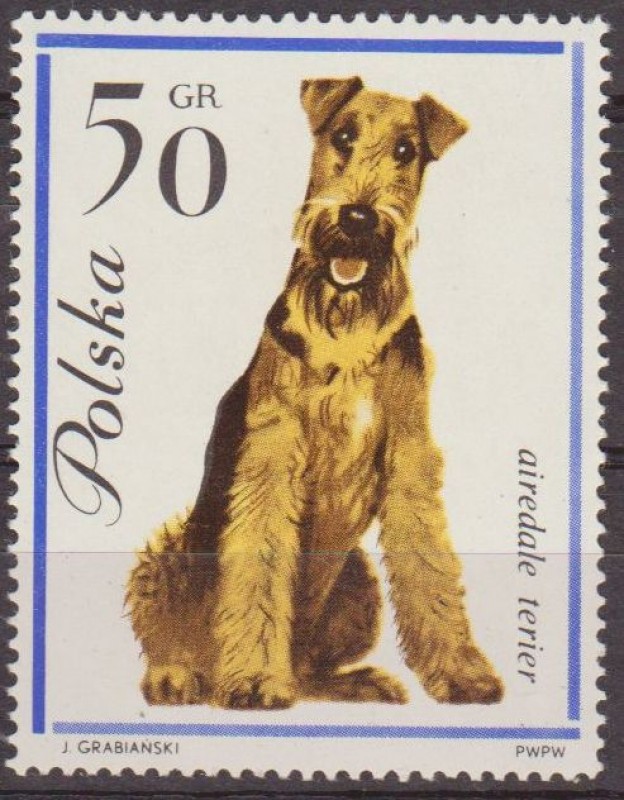 Polonia 1963 Scott 1118 Sello Nuevo Fauna Perros Airedale Terier Polska Poland Polen Pologne 