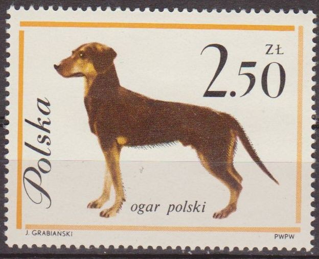 Polonia 1963 Scott 1121 Sello Nuevo Fauna Perros Hunting Dog Polska Poland Polen Pologne 
