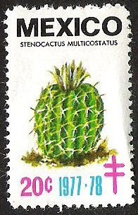 STENOCACTUS MULTICOSTATUS
