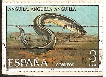 Fauna - Anguila