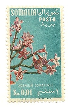 Flores (Adenium Somalense)