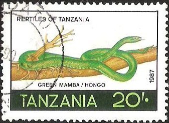 REPTILES OF TANZANIA - GREEN MAMBA / HONGO