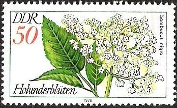 DDR - SAMBUCUS NIGRA