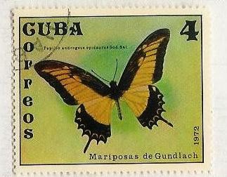 MARIPOSAS DE GUNDLANCH