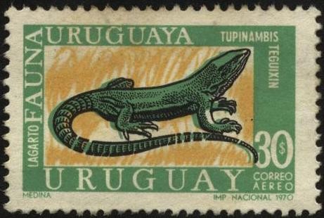 Fauna uruguaya, el Lagarto. Tupinambis teguixin.