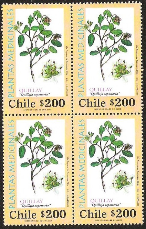 PLANTAS MEDICINALES - QUILLAY