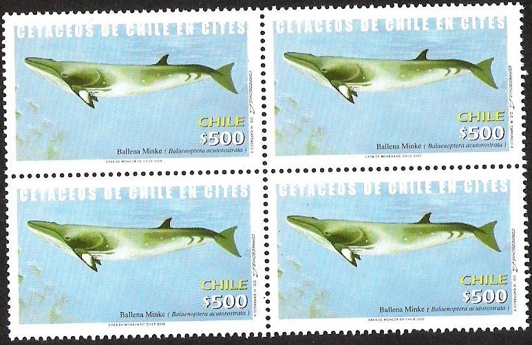 CETACEOS DE CHILE EN CITES - BALLENA MINKE