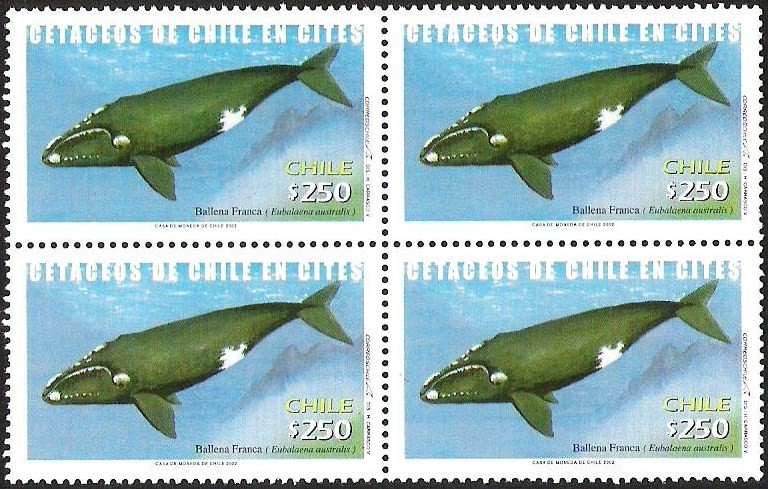 CETACEOS DE CHILE EN CITES - BALLENA FRANCA