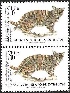 GATO MONTES ANDINO - FAUNA EN PELIGRO DE EXTINCION