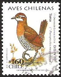 AVES CHILENAS - TURCA