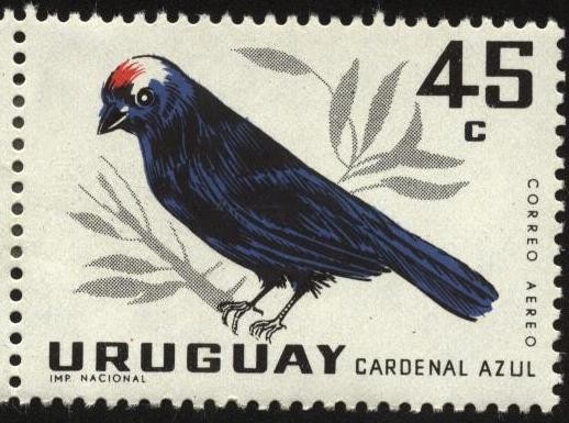 Aves autóctonas. El cardenal azul.