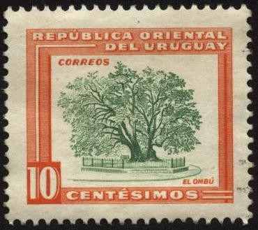 Flora uruguaya, motivos nacionales. Árbol de Ombú.