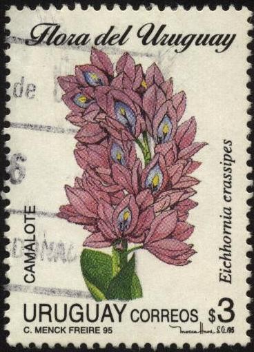 Flora de Uruguay. Camalote. Eichhornia crassipes.