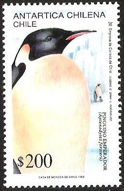 ANTARTICA CHILENA - PINGUINO EMPERADOR