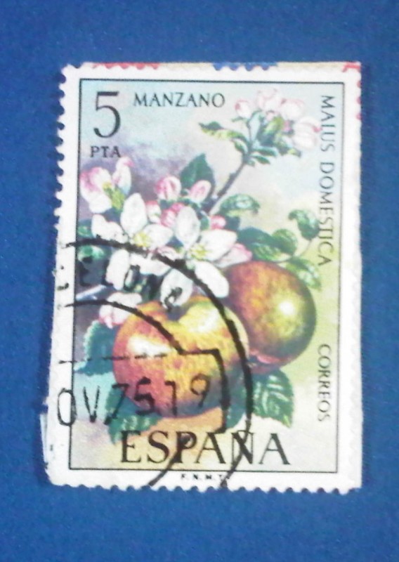 MANZANO.Malus Domestica. Ed:2258(Flora española1975-frutas)