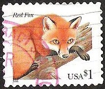 RED FOX