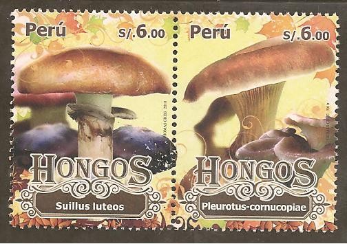 Hongos