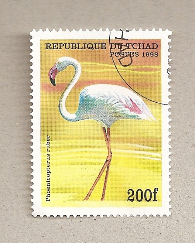 Ave Phoenicopterus ruber