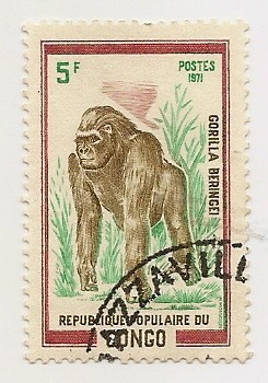 Fauna-Gorila
