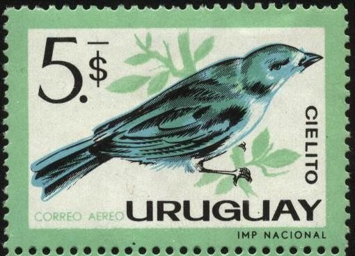 Aves autóctonas de Uruguay. Cielito.
