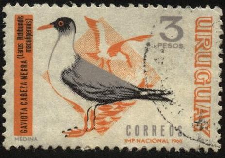 Aves de Uruguay. Gaviota cabeza negra. Larus ridibundus maculipennis.