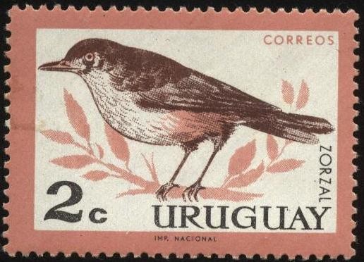 Aves autóctonas. El Zorzal.