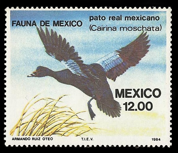 Fauna de México - Pato Real Mexicano