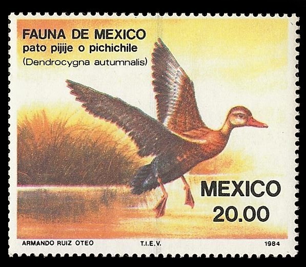 Fauna de México - Pato Pijije Pichichile