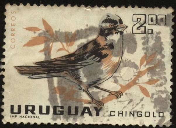 Aves autóctonas. El chingolo, chincol, cachilo, copetón o chesy hasy ('Zonotrichia capensis') es un 