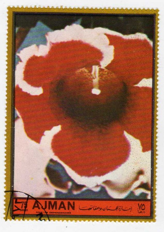 Flora