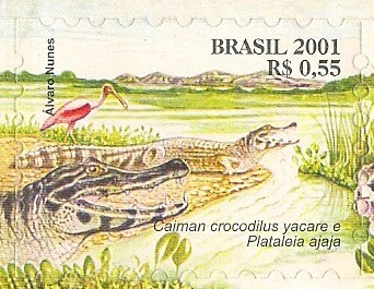 Serie Pantanal - Caiman cocodrilus yacare y Plataleia ajaja