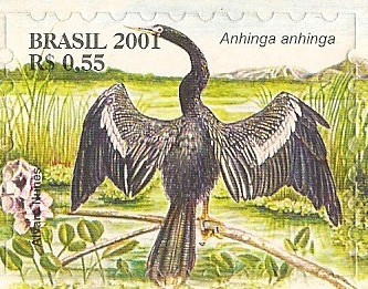 Serie Pantanal - Anhinga anhinga
