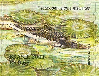 Serie Pantanal - Pseudoplatystoma fasciatum
