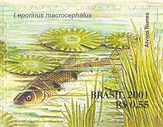 Serie Pantanal - Leporinus macrocephalus