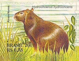 Serie Pantanal - Hydrochoerus hydrochoeris